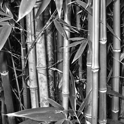 Alternative textiles such as bamboo Bamboo textiles