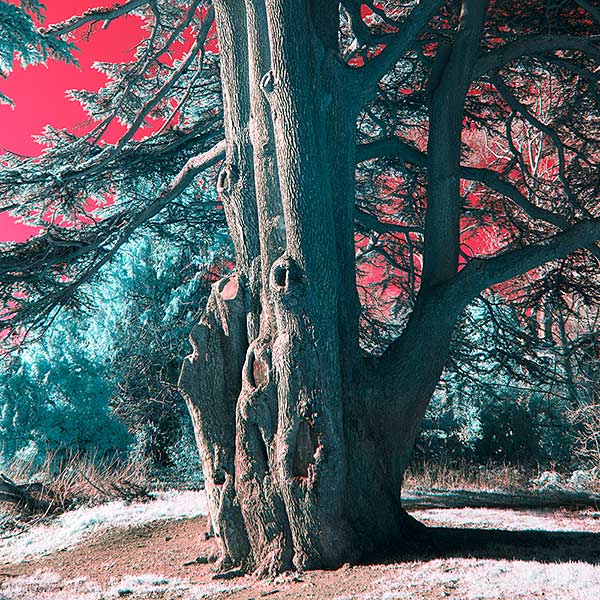 Cedrus Libani Infrared Stereography Cedar Tree