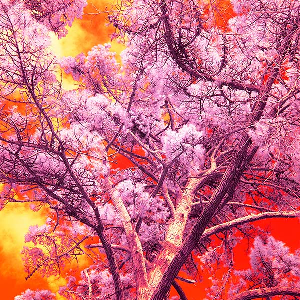 Fire Branches Infrared Stereography