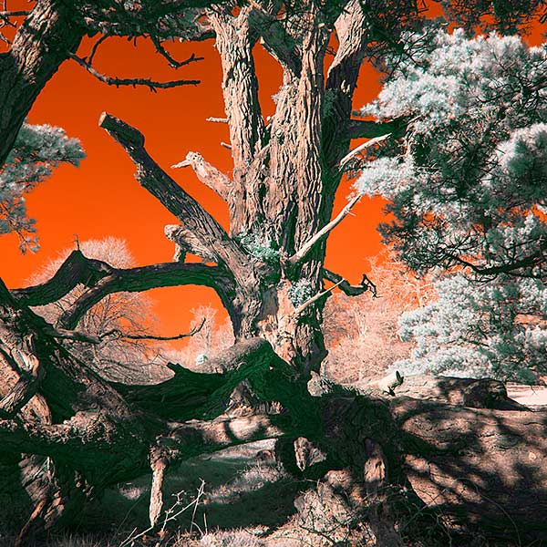 Pinus Radiata Pine Tree Infragraph Stereography